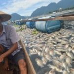 Akibat Pencemaran Lingkungan Hasil Tangkapan Ikan Di Danau Maninjau Menurun Drastis